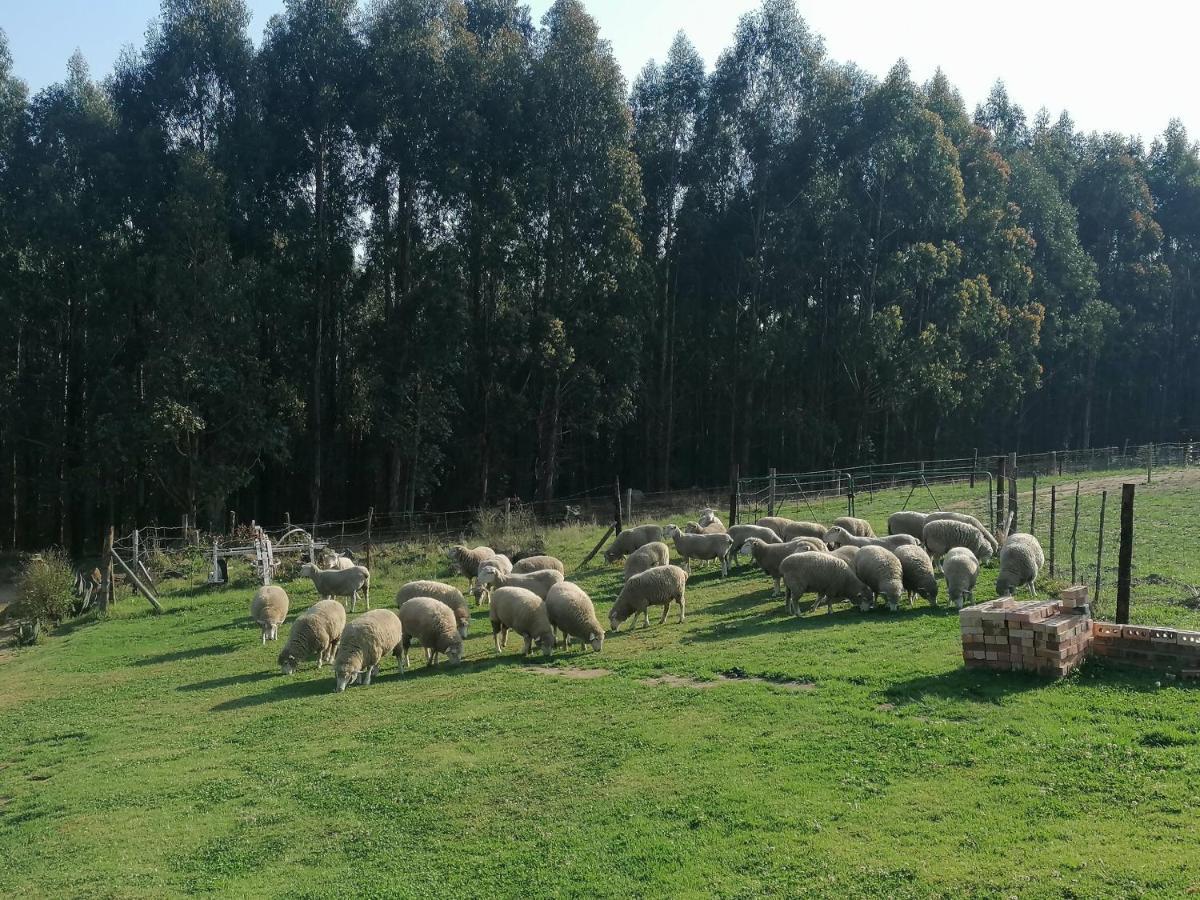 Rocks & Roses Farm Stay Lochiel Exterior photo